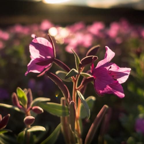 Epilobe - à petites fleurs 500g | séché et coupé | arôme agréablement doux et légèrement fleuri | idéal pour la préparation d'un thé aromatique | vom Achterhof