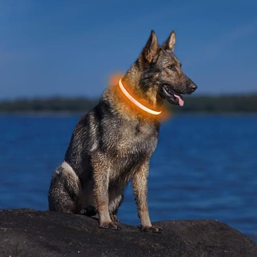 PcEoTllar Collier Lumineux Chien, Collier Chien LED Rechargeable et Etanche Clignotant, Collier Chien Fluorescent avec 7 Couleurs, Sécurité avec Réglable pour Petits Moyens Gros Chiens, Orange-M
