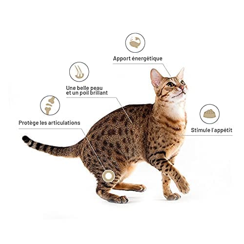 Huile de Saumon pour Chien et Chat 1 Litre - Saumon de NORVÈGE 100% Naturelle - Pressé à Froid - Riche en Omega 3+6+9 et Vitamine E | Pratique doseur (Rouge)