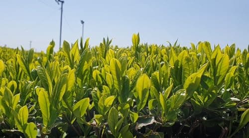 Thé noir japonais au yuzu (100g) - Yuzu Kocha premium cultivé à Miyazaki - Récolté à la main - Japanese Agriculture Standard Organic