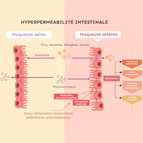 PERMEA FLORE | Probiotiques et Glutamine | Flore Intestinale et Cicatrisation de la Muqueuse | Idéal Contre la Perméabilité Intestinale | 60 Gélules Gastro-résistantes | Made in France | Terravita