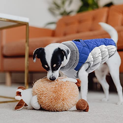 CITÉTOILE Manteau Chien, Manteau pour Petit Chien avec Harnais, Manteau d'hiver pour Chiens Imperméable et Coupe-Vent, Réfléchissant Vetement Chien pour l'hiver pour Teckel, Bouledogue,Chihuahua