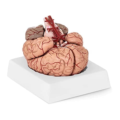 Physa Maquette Anatomique Cerveau Humain Sectionné Modèle Artère PHY-BM-1 (9 Pièces, Socle, Démontable, Plastique Colorisé)