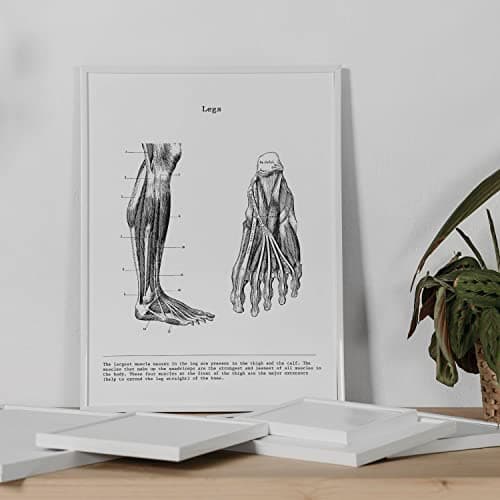 Nacnic Ensemble de 3 affiches d'anatomie en noir et blanc avec des images du corps humain. Pack de fiches sur la biologie avec Bras, Jambe et Dos. Format A4. Sans cadre.