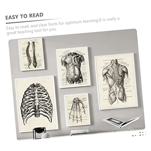 JEWEDECO 6 Pièces Anatomie Humaine Anatomique Posters Affiche D'anatomie D'apprentissage Tableau D'anatomie Apprentissage De La Planche Anatomique Tableau Anatomique Humain Black Papier