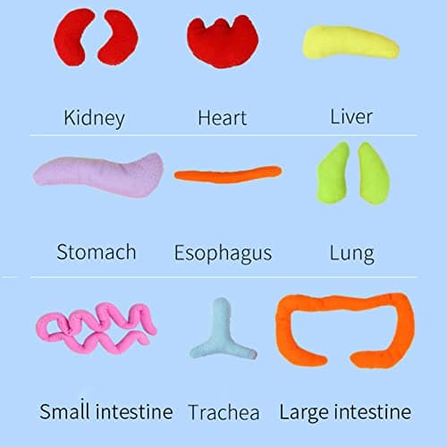 Poupée D'organe du Corps Humain, Jouet D'anatomie 3D Poupée D'anatomie Modèle, Jouet Cognitif Éducatif Physiologique Aides