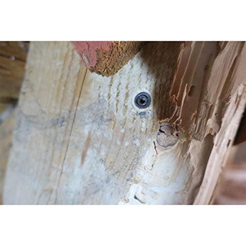 Injecteurs Bois - pour Injection Bois - Capricornes, Vrillettes, Termites, Couleur Blanc - x500
