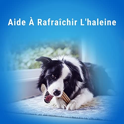 DENTALIFE | Friandise à mâcher pour Chien Adulte de Grande Taille | Action nettoyante naturelle | Nettoie les dents difficiles à atteindre, Aide à combattre la mauvaise haleine | Sachet | 72 Bâtonnets