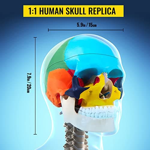 VEVOR Modèle de Crâne Humain Anatomique avec Cerveau 8 Parties Anatomie Crâne Humaine PVC 1:1 Grandeur Nature Crâne Étiqueté Modèle Coloré pour Enseignement Médical Recherche Apprentissage 15x15x20 cm