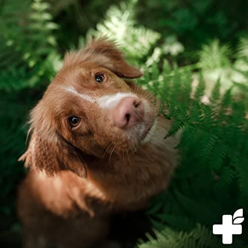 Poudre de levure de bière ReaVET pour Chiens et Chats 500g - levure de bière moulue Pure Contre la Chute des Poils et Les tiques, vitamines B Naturelles et biotine pour Chiens et Chats