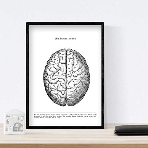 Nacnic Ensemble de 3 Affiches d'anatomie en Noir et Blanc avec des Images du Corps Humain. Pack de fiches sur la biologie avec Cœur, Cerveau et Poumons. Format A3. sans Cadre.