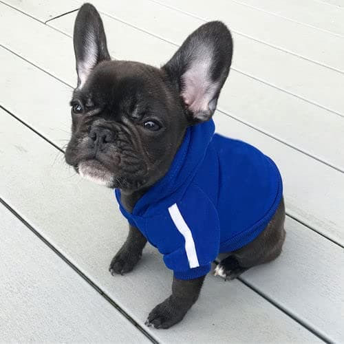 Ducomi Sweat à Capuche pour Chien 100% Coton - Manteau pour Petit, Moyen et Grand Chiens, Chihuahua, Bouledogue Français, Labrador, Pitbull et Amstaff, Pull Confortable (Bleu, 4XL)