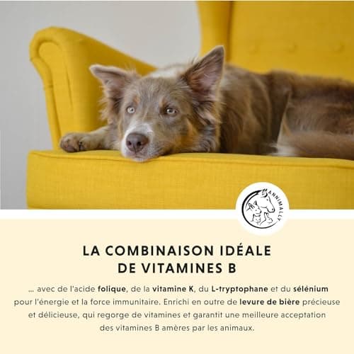 Vitamine B Complex 120 comprimés pour Chien et Chat : Vitamine B1, B2, B3, B5, B6, B9, B12 - Vitamines et compléments pour Chiens et Chats - Vitamine pour Chien - Vitamine Chat