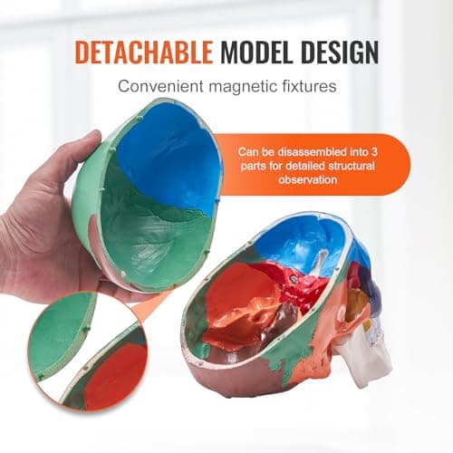 VEVOR Modèle de Crâne Humain 1:1 de Grandeur Nature Coloré Crâne Anatomique 3 Parties Détachables en PVC pour Enseignement Médical Recherche Apprentissage Présentation Anatomie École 21,5x13x16 cm