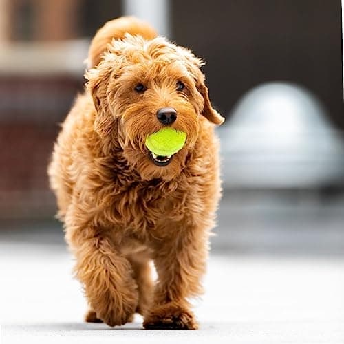Big Game Hunters Balles pour chien – Balle indestructible pour chien – Balles de tennis pour chien – Lot de 6 balles jaunes pour chiens – Balle interactive pour chien – Balle pour chiot – Balle de