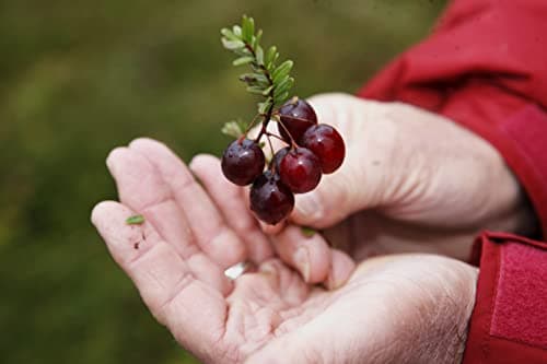 OCEAN SPRAY Bouteille de jus de Cranberry et Framboise Faible en sucres 1 Litre -Carton de 6 bouteilles