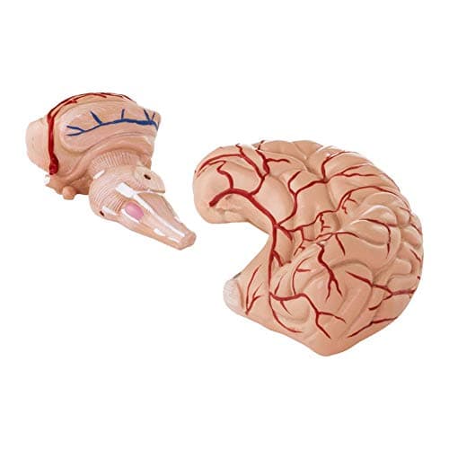 Physa Maquette Anatomique Cerveau Humain Sectionné Modèle Artère PHY-BM-1 (9 Pièces, Socle, Démontable, Plastique Colorisé)