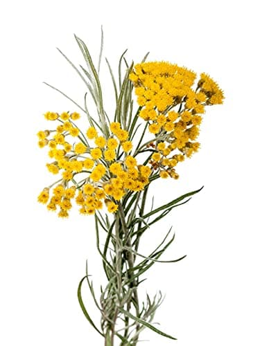 Florabiol - Huile Végétale d'Hélichryse Italienne Bio - 50 ml - Macérât d'Immortelle - Jambes Légères - Rougeurs Cutanées - Apaisant - 100% Pure Et Naturelle - Fabrication Française