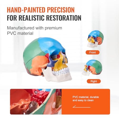 VEVOR Modèle de Crâne Humain 1:1 de Grandeur Nature Coloré Crâne Anatomique 3 Parties Détachables en PVC pour Enseignement Médical Recherche Apprentissage Présentation Anatomie École 21,5x13x16 cm