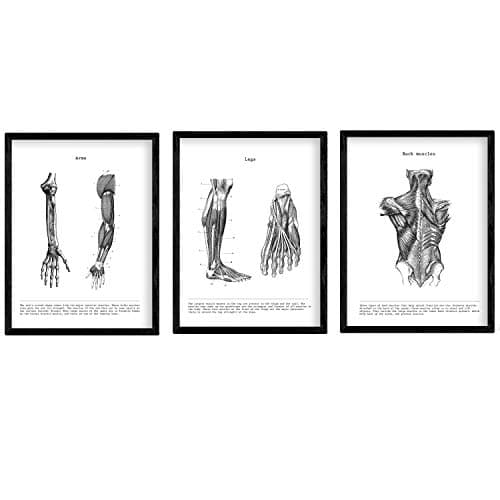 Nacnic Ensemble de 3 affiches d'anatomie en noir et blanc avec des images du corps humain. Pack de fiches sur la biologie avec Bras, Jambe et Dos. Format A4. Sans cadre.