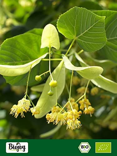 Biojoy Fleurs de Tilleul BIO (100 g), séchées et entières, pour le infusion (Tiliae flos)