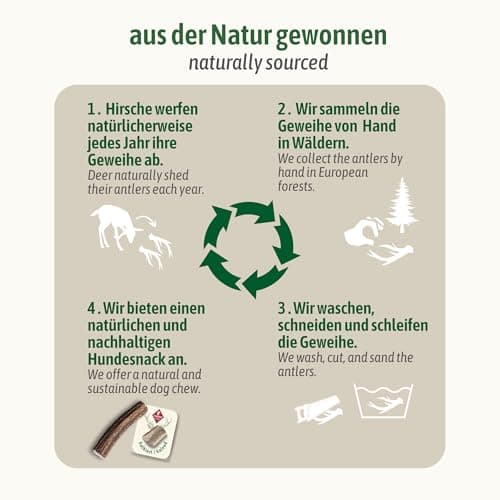 ChronoBalance® Bâtonnets L à mâcher en Bois de cerf pour Chiens: Jouet à mâcher Naturel, en Bois de cerf à 100%, favorisant l'hygiène Dentaire, Durable, sans Produits Chimiques.