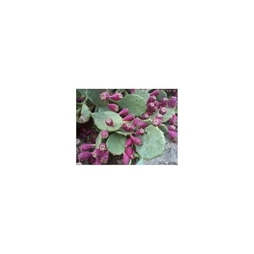 Nopal (Figuier de Barbarie) 250 g POUDRE Opuncia ficus indica
