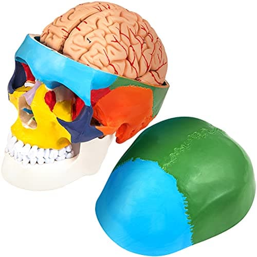 VEVOR Modèle de Crâne Humain Anatomique avec Cerveau 8 Parties Anatomie Crâne Humaine PVC 1:1 Grandeur Nature Crâne Étiqueté Modèle Coloré pour Enseignement Médical Recherche Apprentissage 15x15x20 cm