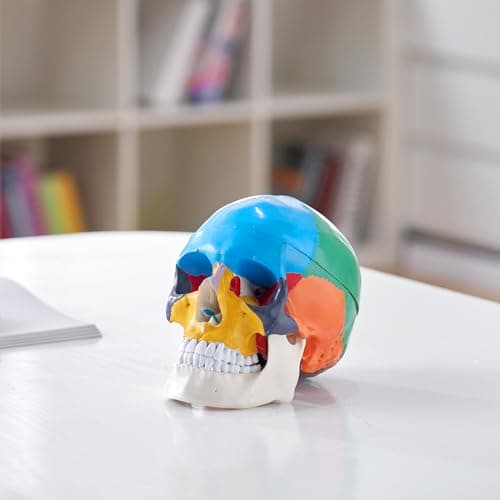 VEVOR Modèle de Crâne Humain 1:1 de Grandeur Nature Coloré Crâne Anatomique 3 Parties Détachables en PVC pour Enseignement Médical Recherche Apprentissage Présentation Anatomie École 21,5x13x16 cm