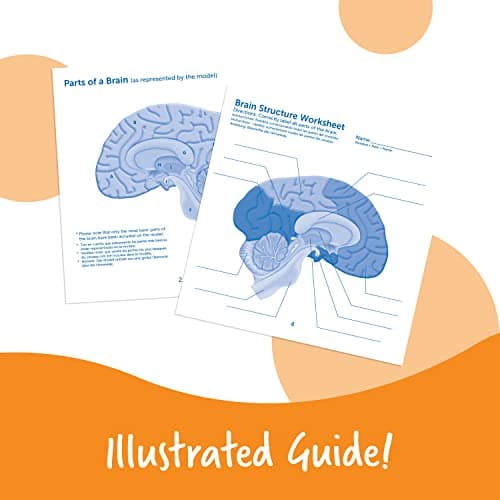 Learning Resources Modèle de cerveau en coupe en mousse souple