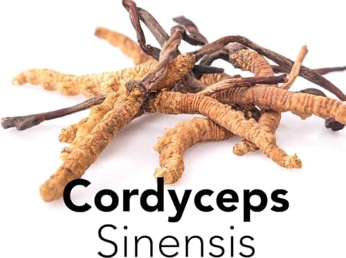 Cordyceps Sinensis Bio en Poudre - 100g. Cordyceps Militaris Crue. Riche en Propriétés et Bienfaits des Champignons.