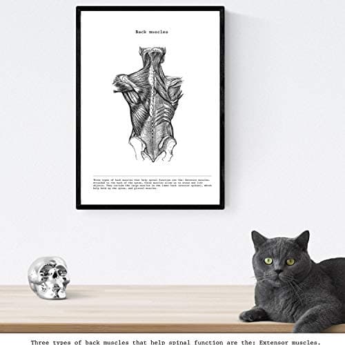 Nacnic Ensemble de 3 affiches d'anatomie en noir et blanc avec des images du corps humain. Pack de fiches sur la biologie avec Bras, Jambe et Dos. Format A4. Sans cadre.