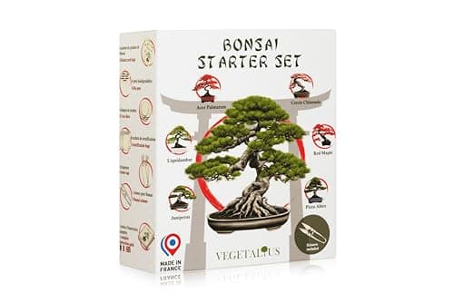 VEGETALIUS - Kit complet de 6 Bonsai avec graines & accessoires - Fabriqué en France - Idée coffret cadeau original pour femme & homme pour votre intérieur ou jardin