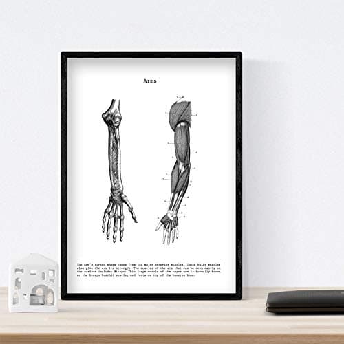 Nacnic Ensemble de 3 affiches d'anatomie en noir et blanc avec des images du corps humain. Pack de fiches sur la biologie avec Bras, Jambe et Dos. Format A4. Sans cadre.