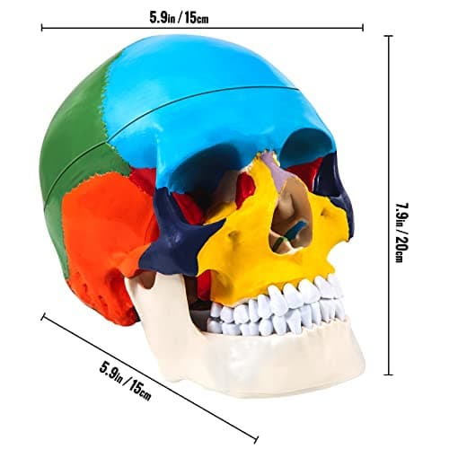 VEVOR Modèle de Crâne Humain Anatomique avec Cerveau 8 Parties Anatomie Crâne Humaine PVC 1:1 Grandeur Nature Crâne Étiqueté Modèle Coloré pour Enseignement Médical Recherche Apprentissage 15x15x20 cm