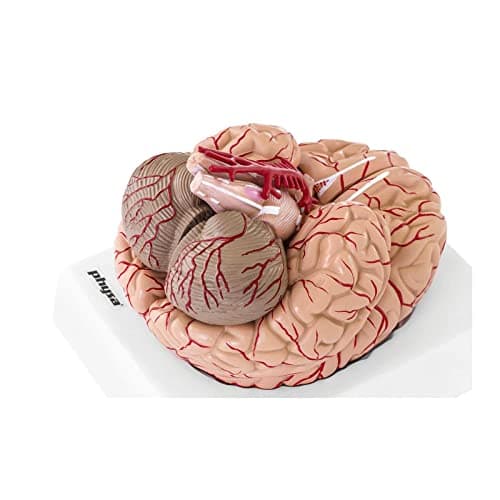 Physa Maquette Anatomique Cerveau Humain Sectionné Modèle Artère PHY-BM-1 (9 Pièces, Socle, Démontable, Plastique Colorisé)