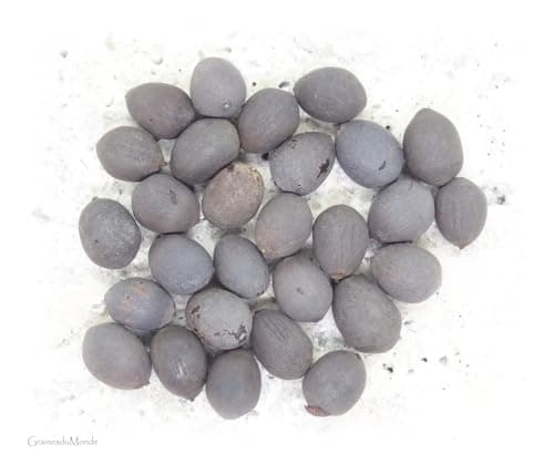 25 grammes de graines de Lotus sacré (Nelumbo nucifera) soit environ 25 graines brutes, non percées, non traitées, viables, récoltées en Inde