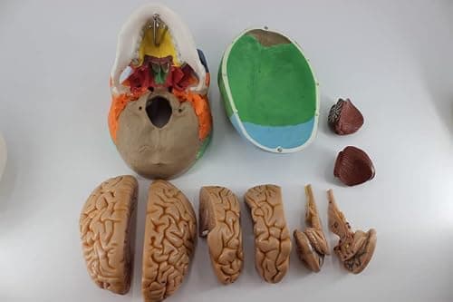 VEVOR Modèle de Crâne Humain Anatomique avec Cerveau 8 Parties Anatomie Crâne Humaine PVC 1:1 Grandeur Nature Crâne Étiqueté Modèle Coloré pour Enseignement Médical Recherche Apprentissage 15x15x20 cm