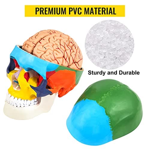 VEVOR Modèle de Crâne Humain Anatomique avec Cerveau 8 Parties Anatomie Crâne Humaine PVC 1:1 Grandeur Nature Crâne Étiqueté Modèle Coloré pour Enseignement Médical Recherche Apprentissage 15x15x20 cm