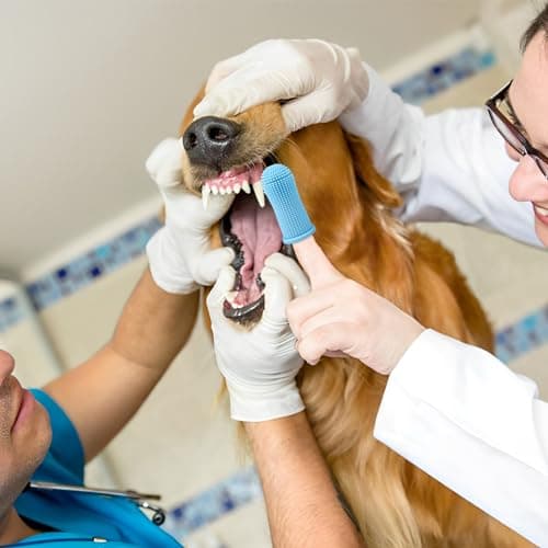 Avesteir Brosse 6 Pièces a Dent Chien 4 Couleurs, Brosses à Dents pour Chiens Silicone Souple et 360° Poils Entièrement Enveloppés, Brosse à Dent Chien Doigt pour Petits Animaux de Compagnie