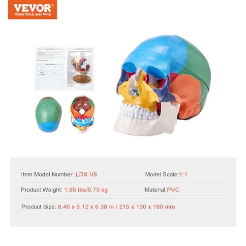 VEVOR Modèle de Crâne Humain 1:1 de Grandeur Nature Coloré Crâne Anatomique 3 Parties Détachables en PVC pour Enseignement Médical Recherche Apprentissage Présentation Anatomie École 21,5x13x16 cm