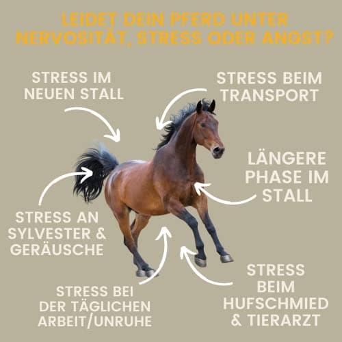 Magnésium Cheval Poudre - Calm Horse Relax Anti-Stress pour Calmer l'agitation I L-tryptophane Vitamine E - Magnésium pour Chevaux à Haute Dose Contre l'anxiété & Stress sérénité Cheval nerveux 1Kg