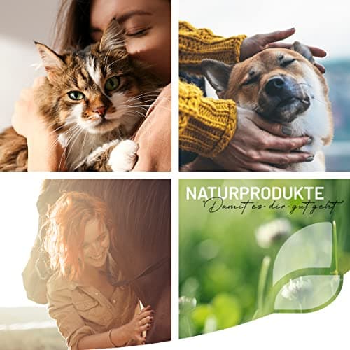 Poudre pour articulations ReaVET pour Chats I L'alternative aux comprimés pour articulations - très Bonne Acceptation - remède spécial pour Les articulations des Chats