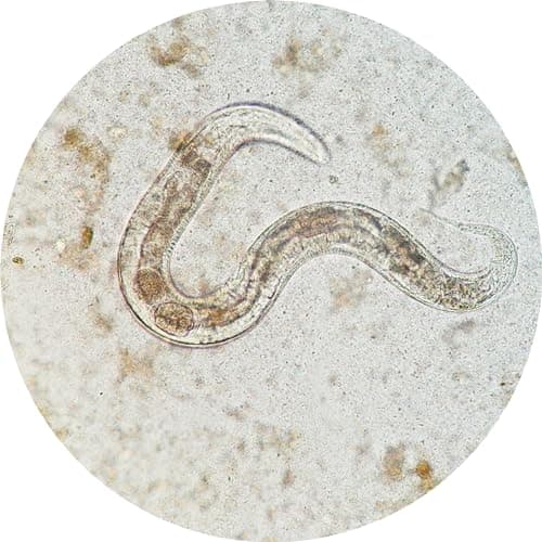 SOLUNEMA - Nématodes SF Contre Les Mouches du Terreau 5 millions - Formulation Gel Longue Durée pour traiter de 20 à 25 pots - Traitement biologique et efficace - efficacé redoutable