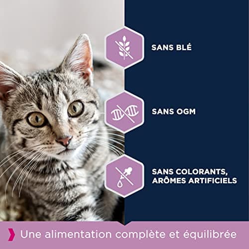 EUKANUBA - Croquettes Premium pour Chaton – Riche en Poulet Frais et en Riz – Favorise la croissance - Alimentation 100% Complète et Equilibrée – DHA – Sans Blé – Sans OGM - Sac refermable - 2kg