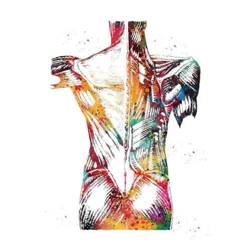 Lot de 3 posters d'anatomie - Motif cœur et cerveau - Poster d'anatomie humaine - Pour hôpital - Art mural - Sans cadre - B, 50 x 70 cm x 3