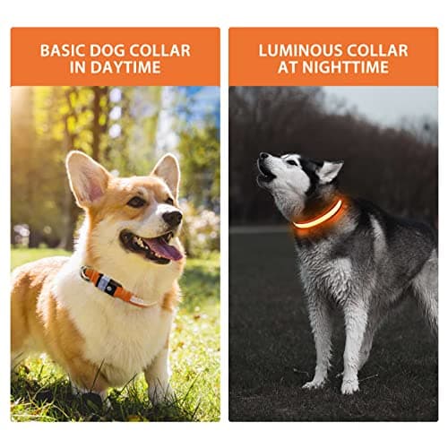 PcEoTllar Collier Lumineux Chien, Collier Chien LED Rechargeable et Etanche Clignotant, Collier Chien Fluorescent avec 7 Couleurs, Sécurité avec Réglable pour Petits Moyens Gros Chiens, Orange-M