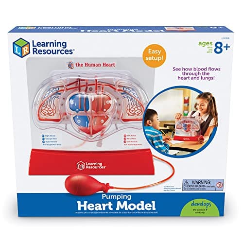 Learning Resources Modèle de cœur battant