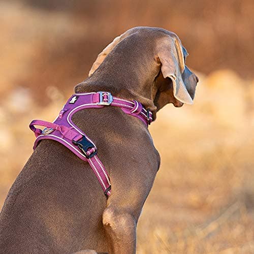 TRUE LOVE Harnais pour Chien No Pull Nylon Souple Réfléchissant Réglable pour Petit Grand Animal Domestique TLH56512(XL, Violet)