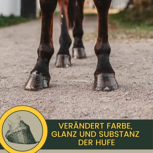 Huile pour sabots chevaux bidon d'huile 2,5L Baume pour sabots - Graisse I Soin des sabots & de la fourchette I Contre les sabots secs I Soin I Pommade I Flacon pinceau - croissance rapide des sabots